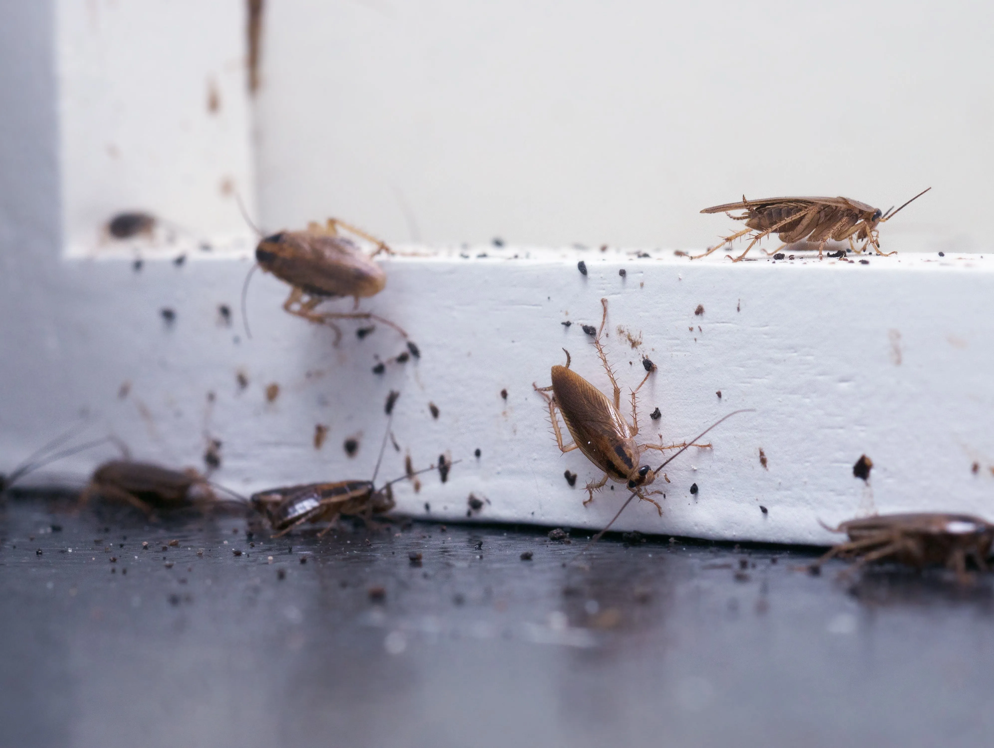 Insect Powder - Quartz